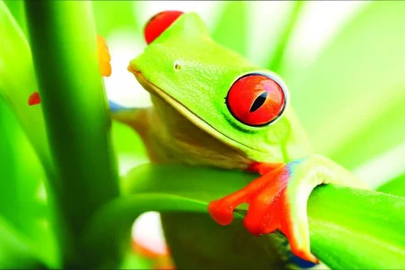 frog-wallpaper (1)