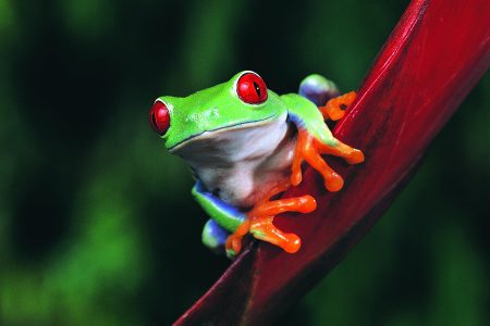 frog-wallpaper (4)